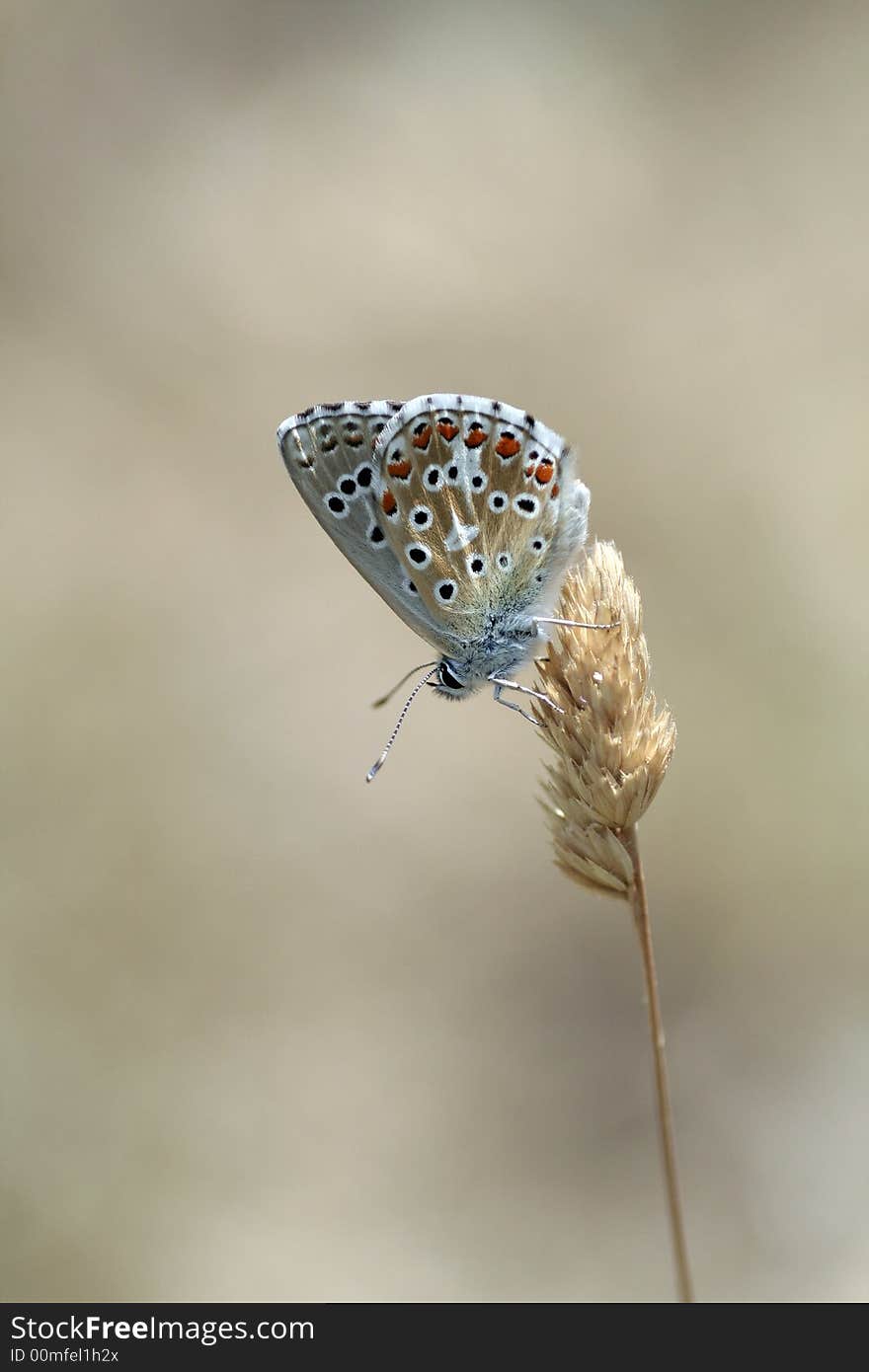 Adonis blue