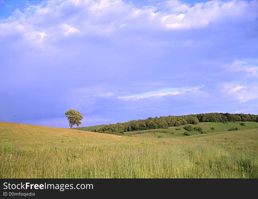 Tree a background of the sky