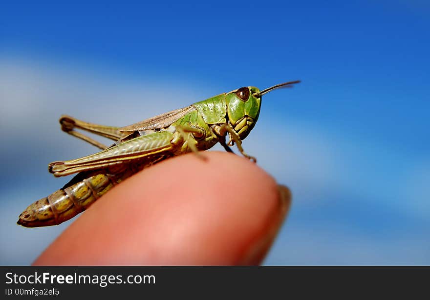 Clourful green grass hopper crawling on a finger. Clourful green grass hopper crawling on a finger