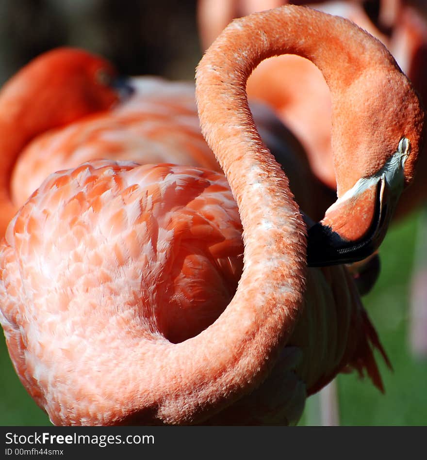 Pink Flamingo