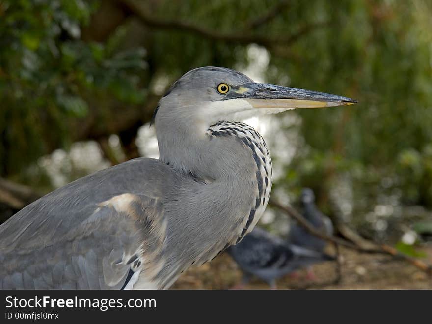 A grey Heron standing in a park of London. A grey Heron standing in a park of London