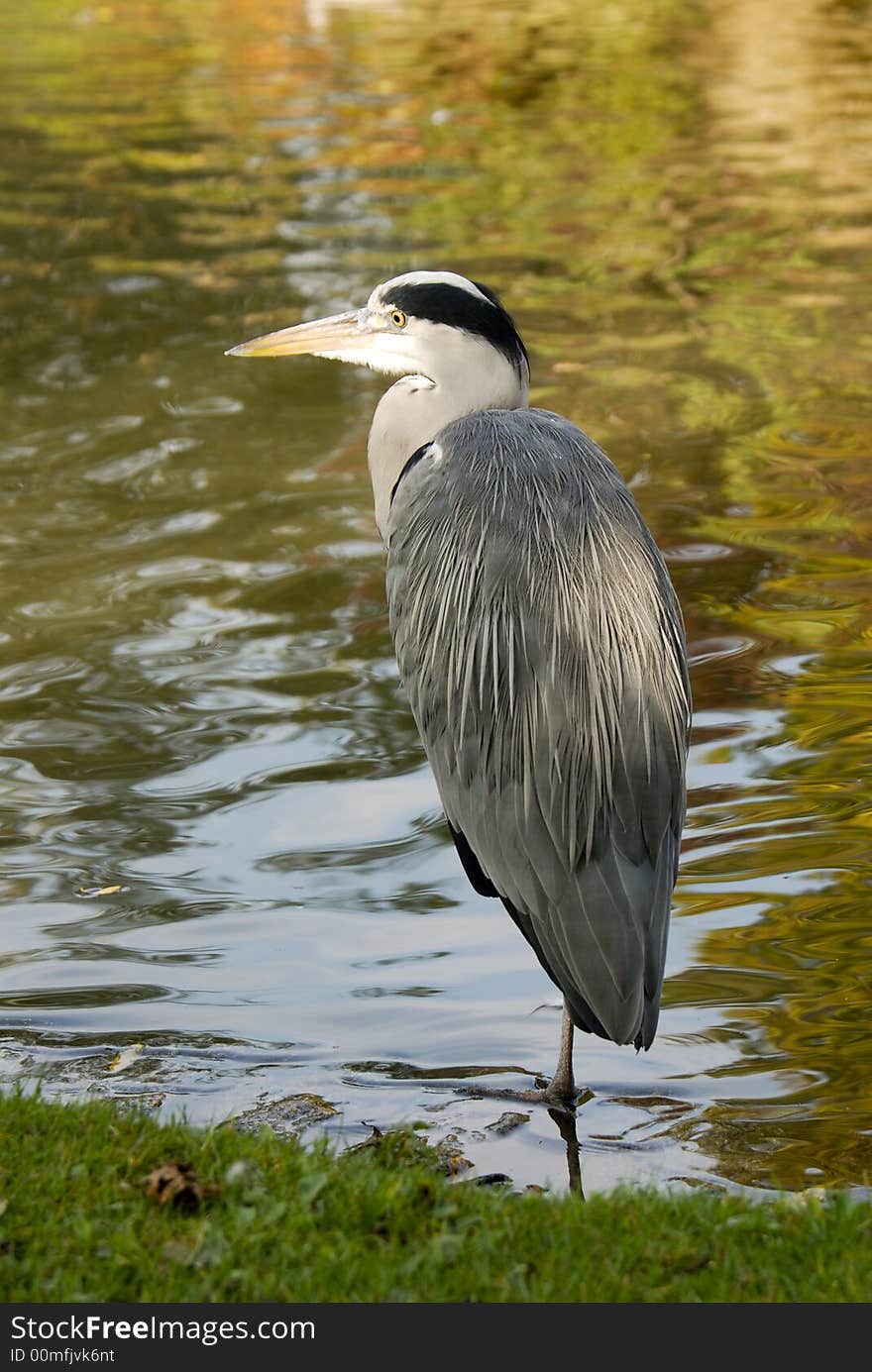 A grey Heron standing in a park of London. A grey Heron standing in a park of London