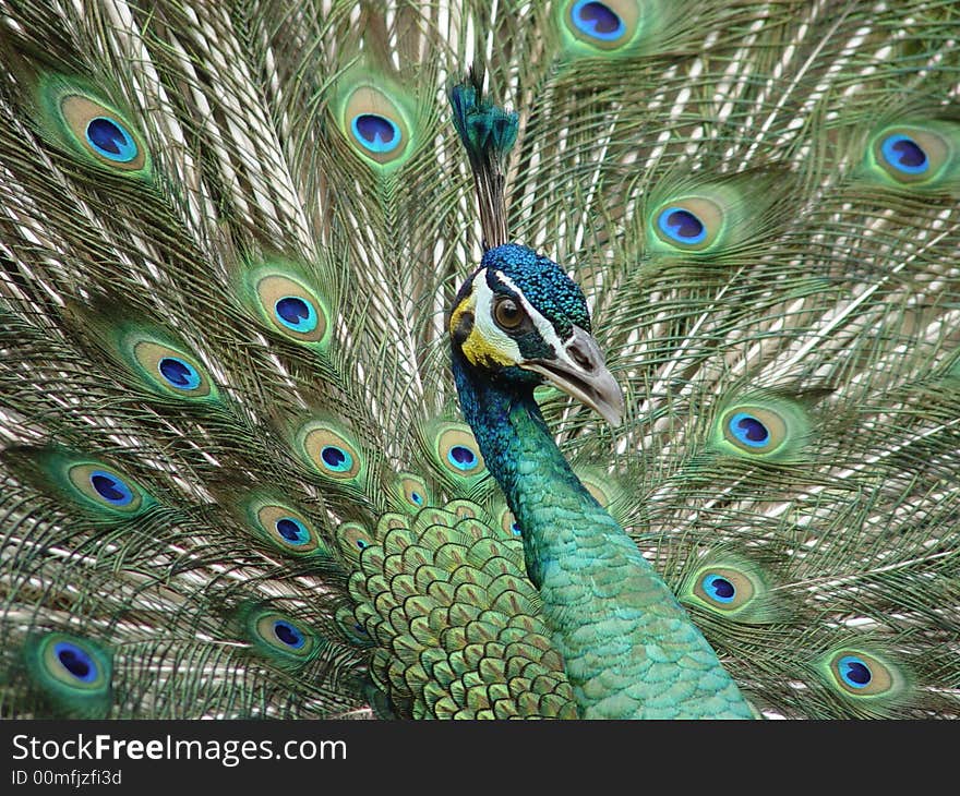 Peacock