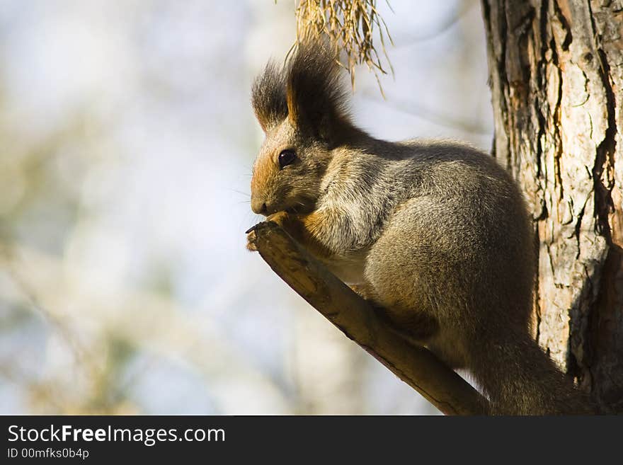 Squirrel sitting on the tree. Squirrel sitting on the tree