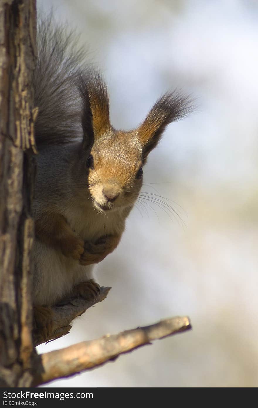 Squirrel sitting on the tree. Looking at camera. Squirrel sitting on the tree. Looking at camera