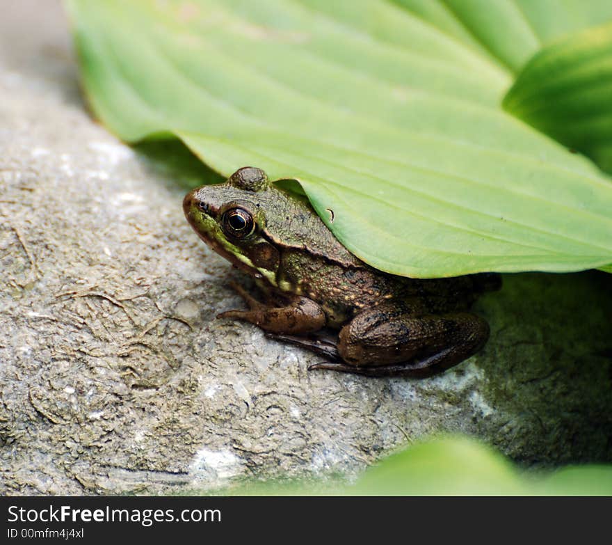 Frog under Hosta leaf