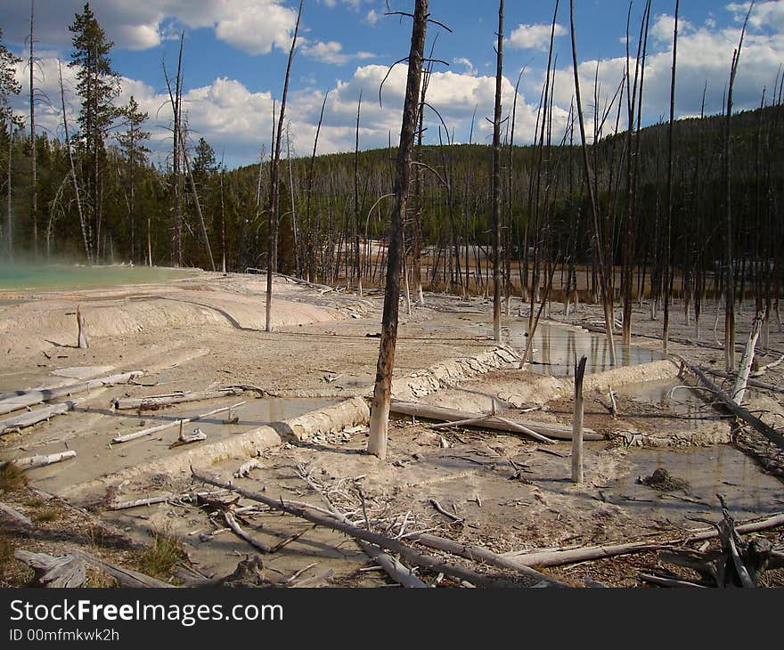 The Picture of Lodgepole Pines was taken in Yellowstone National Park.