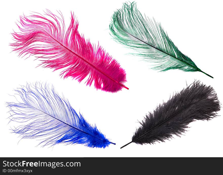 Color feathers isolated on a white background