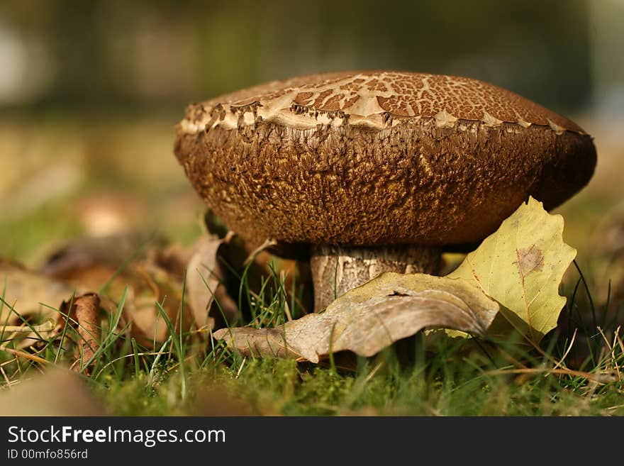 Mushroom And Leaves On Field