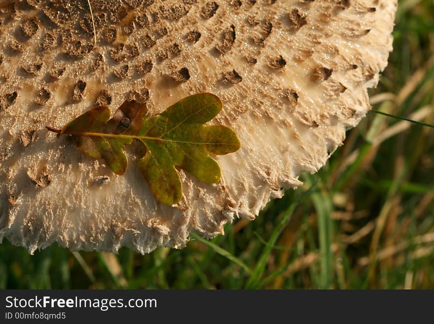 Leaf on a mushroom