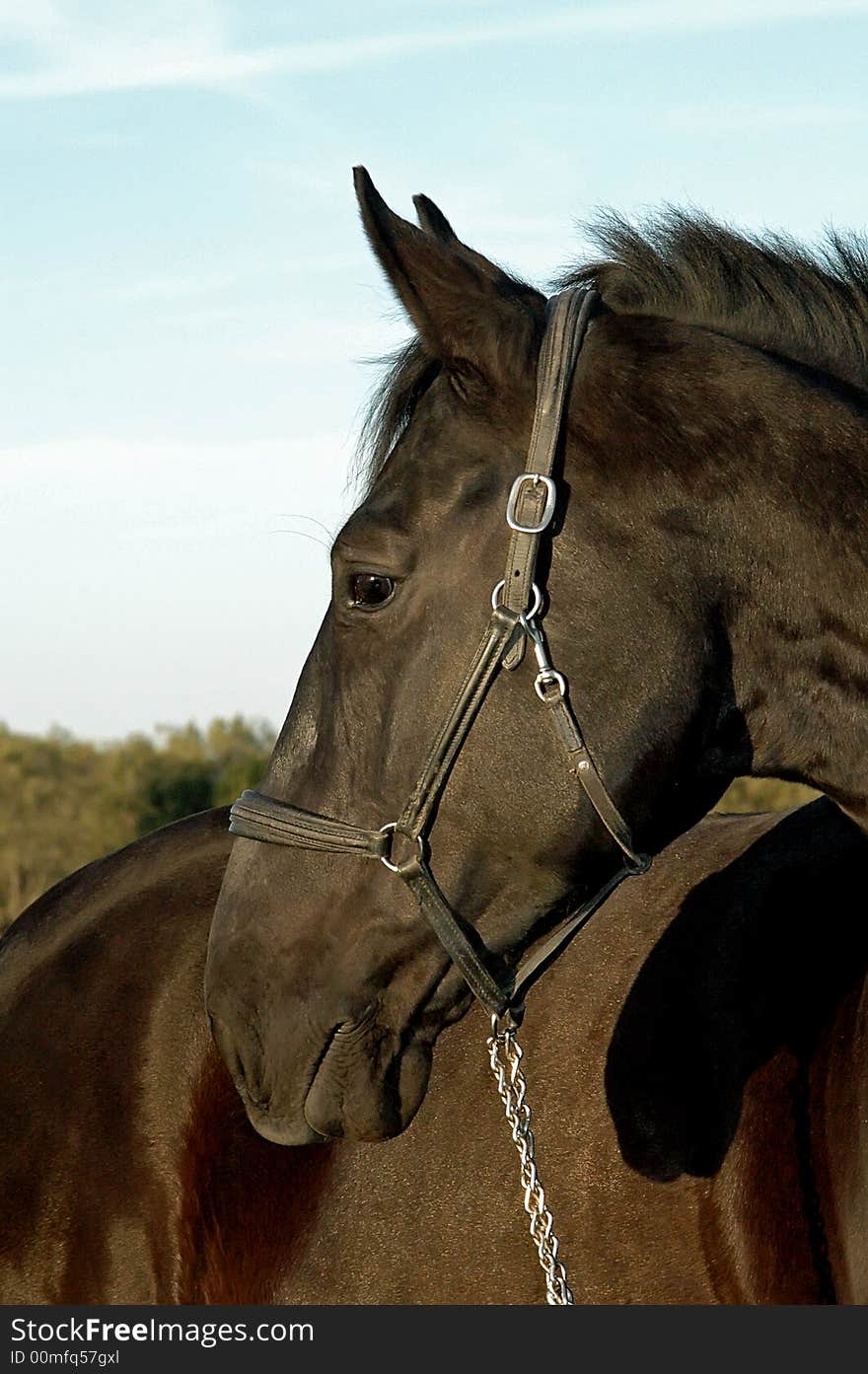 Head of black Hanovarian horse against blue sky. Head of black Hanovarian horse against blue sky.