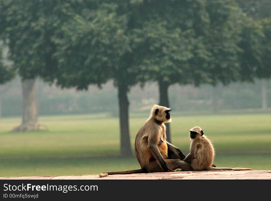 Monkey mother and baby near palace in the Agra area in India. Monkey mother and baby near palace in the Agra area in India