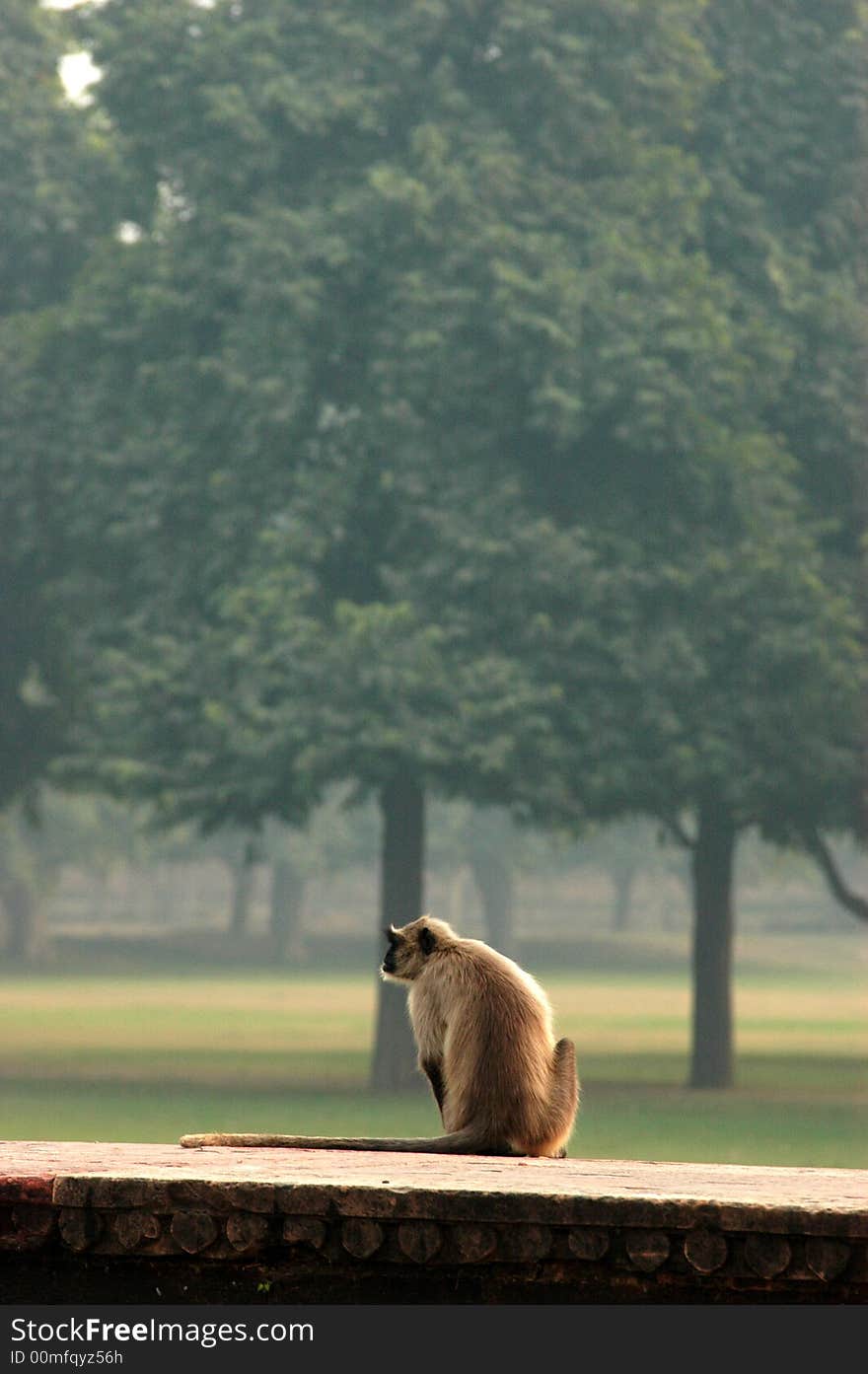 Curious Monkey