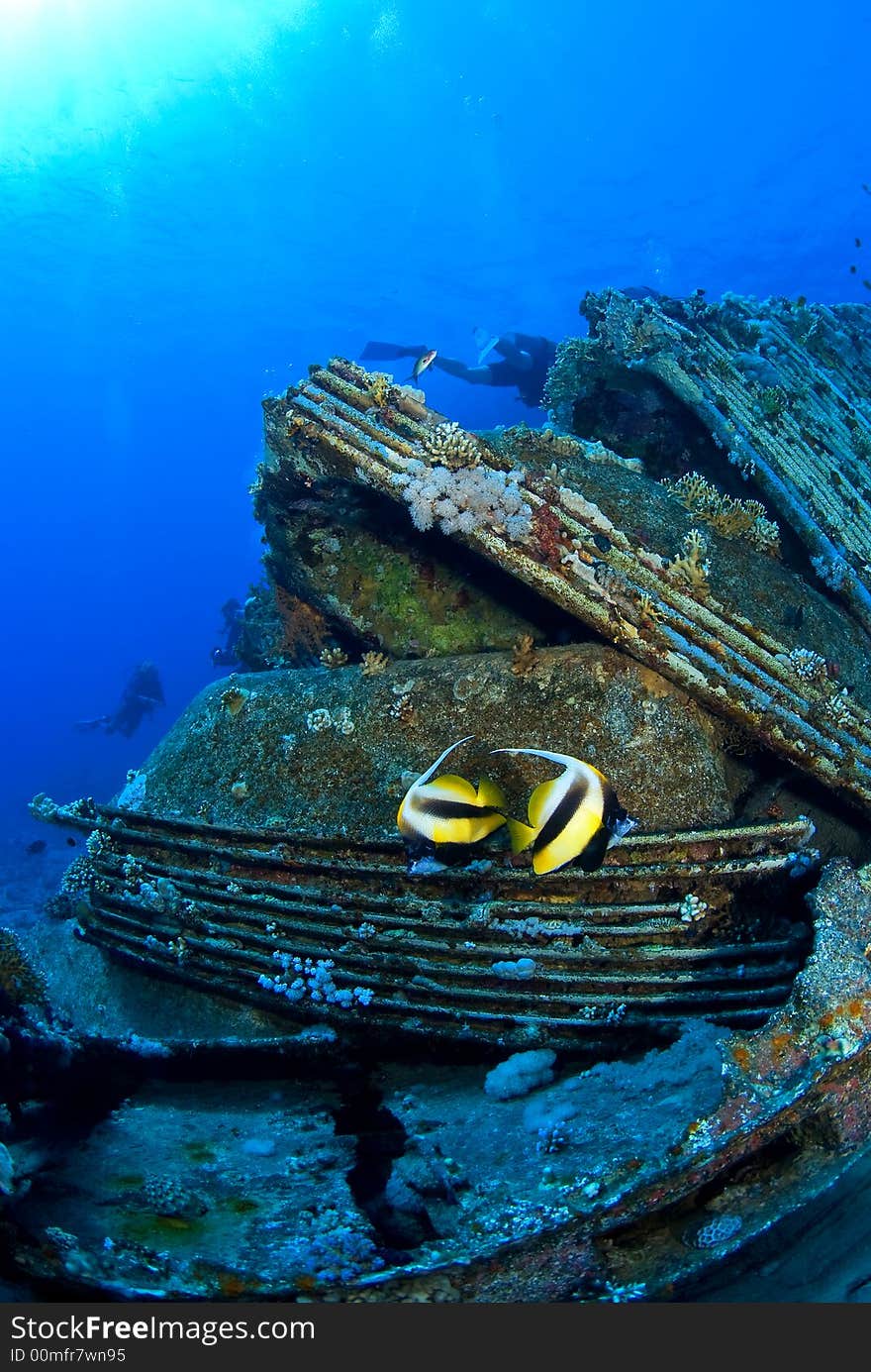 Fish duo on a ship wreck in the Red Sea. Fish duo on a ship wreck in the Red Sea