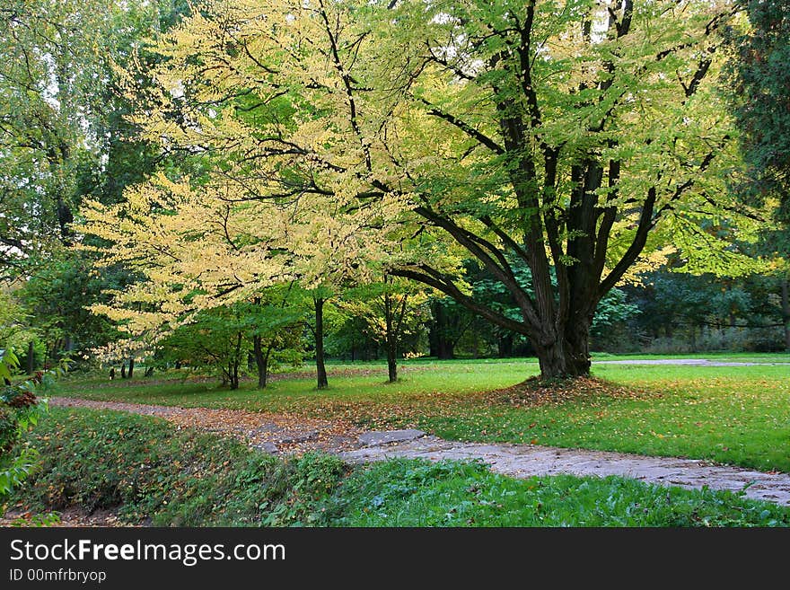 Autumn in the park (big tree)