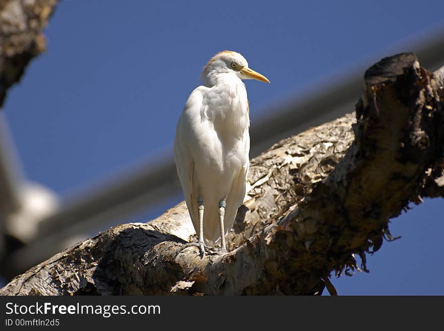 Bird on a Branch