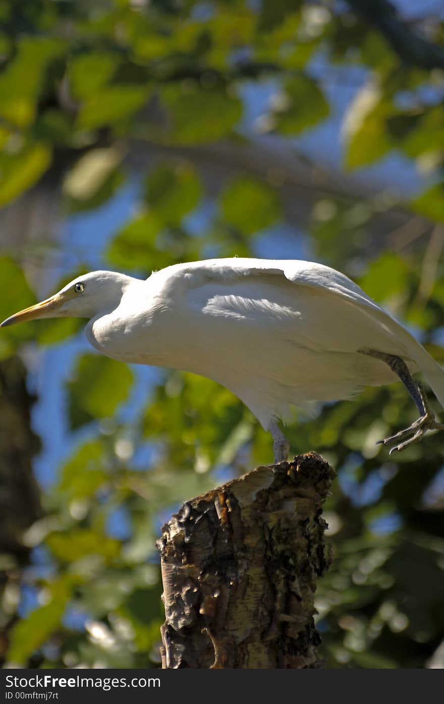 Bird On A Tree 2