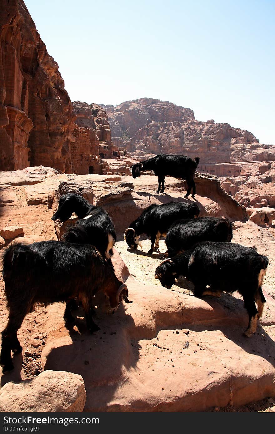 Goats in ancient Petra, Jordan