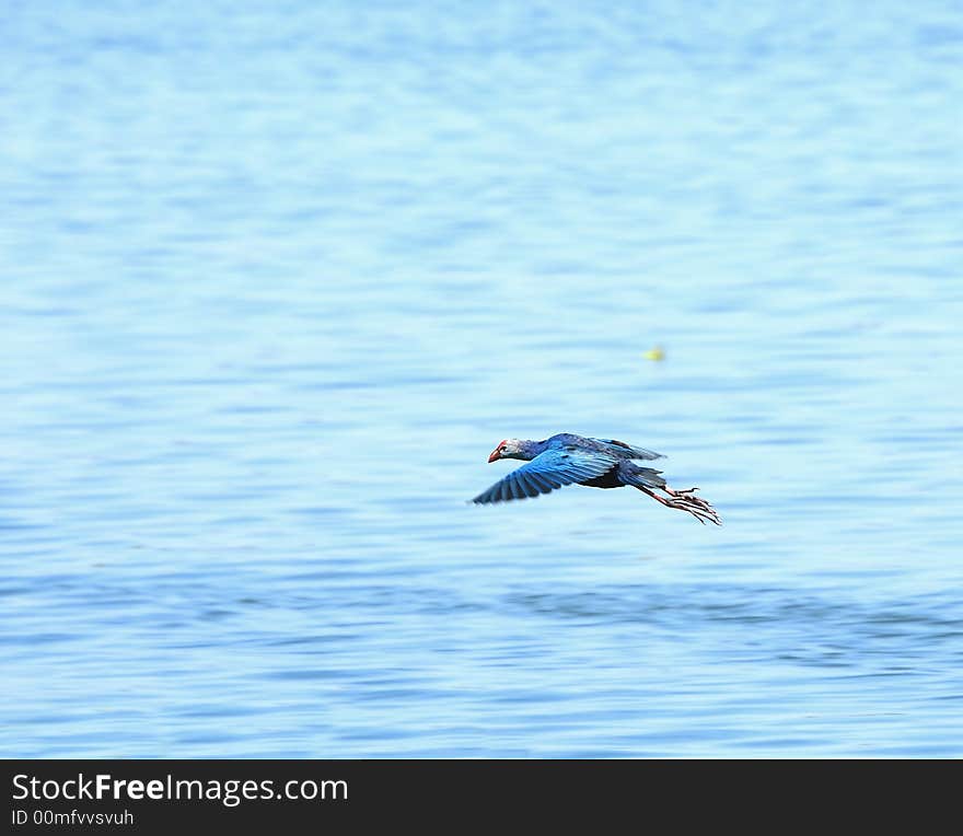 A Jungle foul in flight wings spread. A Jungle foul in flight wings spread