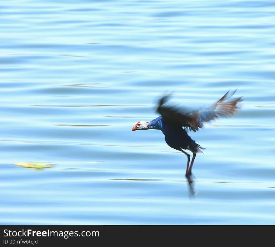 A Jungle foul in flight wings spread. A Jungle foul in flight wings spread