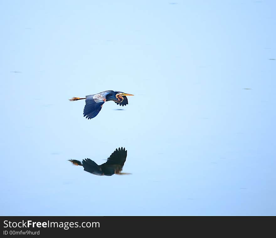 Blue Heron Flying