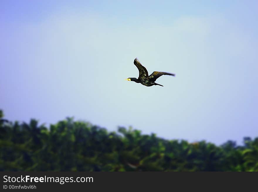 Black Duck Flying