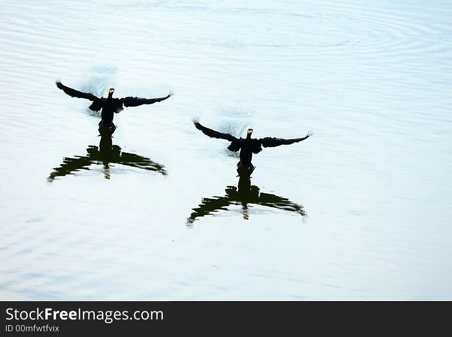 Black Duck Landing