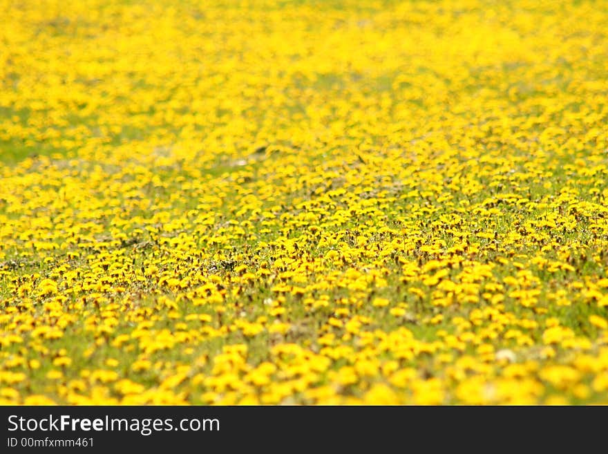 The yellow flowers background. colorful scenery.