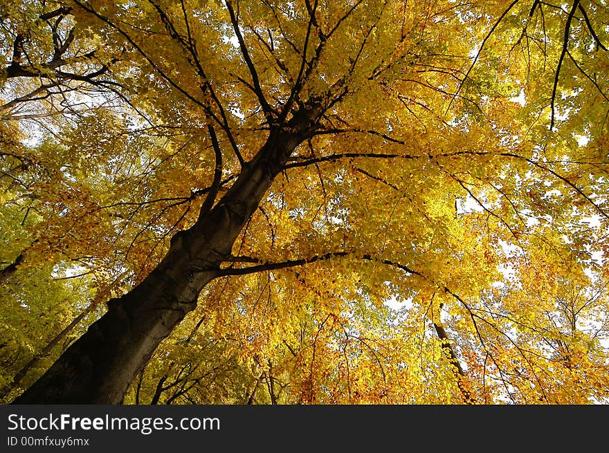 Autumn in the forest