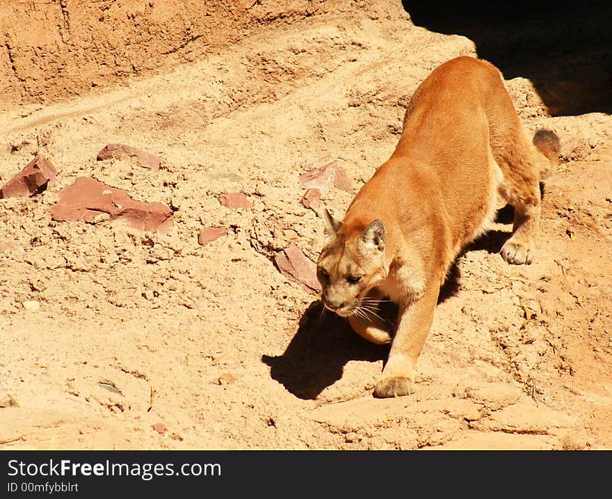 Mountain Lion, Felis concolor, is the largest cat to inhabit the rugged mountains and wilderness areas of Western North America. Mountain Lion, Felis concolor, is the largest cat to inhabit the rugged mountains and wilderness areas of Western North America.