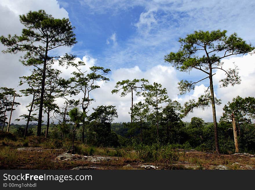 Pine tree in northwest in thailand .