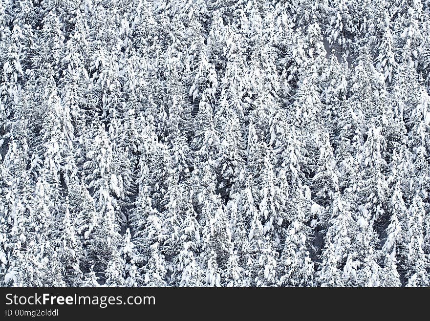 Background made with snow covered pine trees