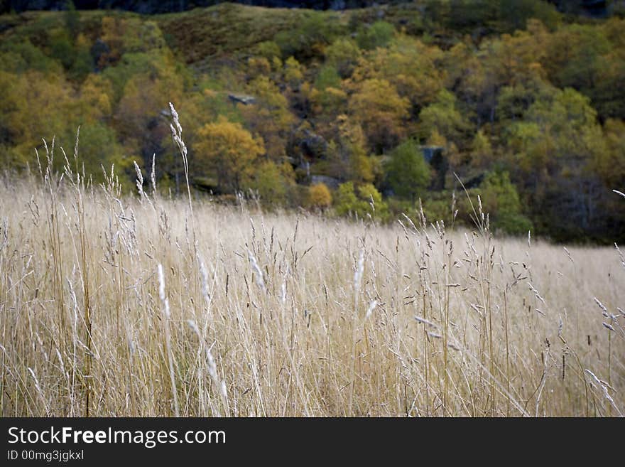 Crop field in the moutains