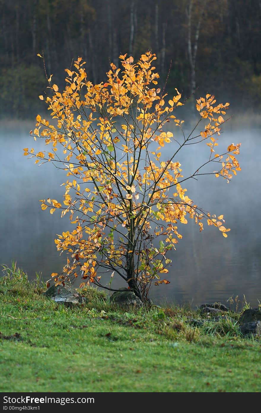 Lonely tree with autumn golden colors. Lonely tree with autumn golden colors