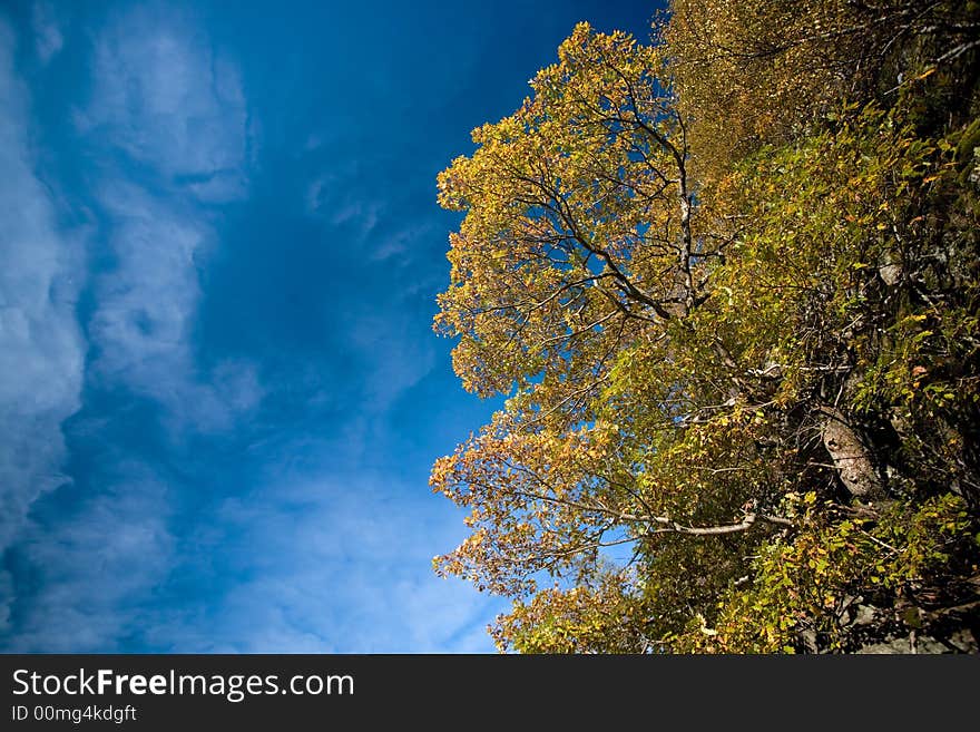 Colorful Tree And Blue Sky