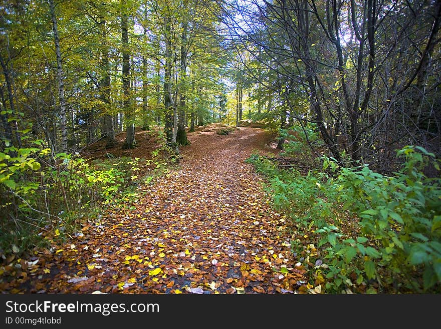 Forest path with typical autumn colors