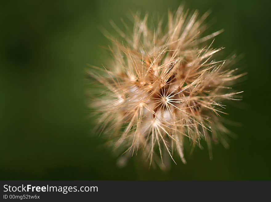 Small dandelion flower in green background - macro photo