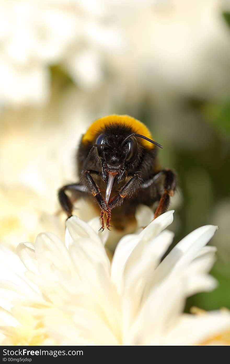 Bombus bumblebee on the white flower