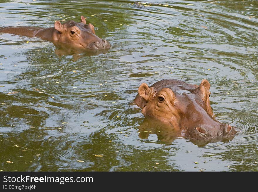 Hippopotamus