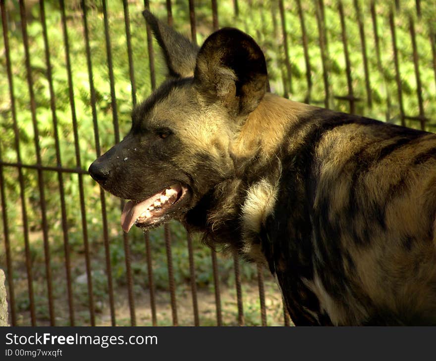 African Wild dog