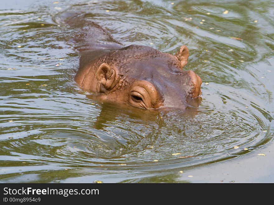 Hippopotamus