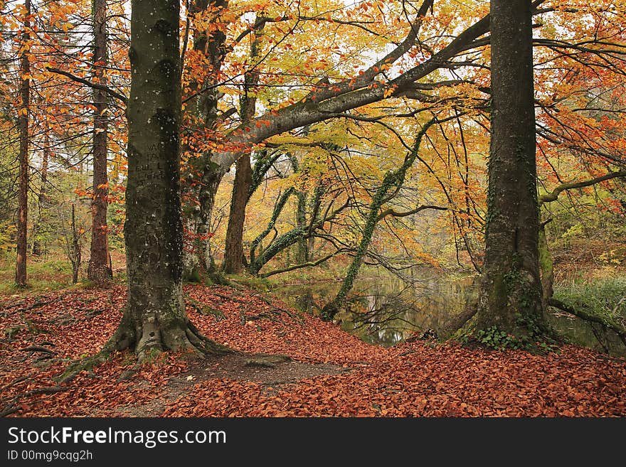 Colorful autumn forest with lake