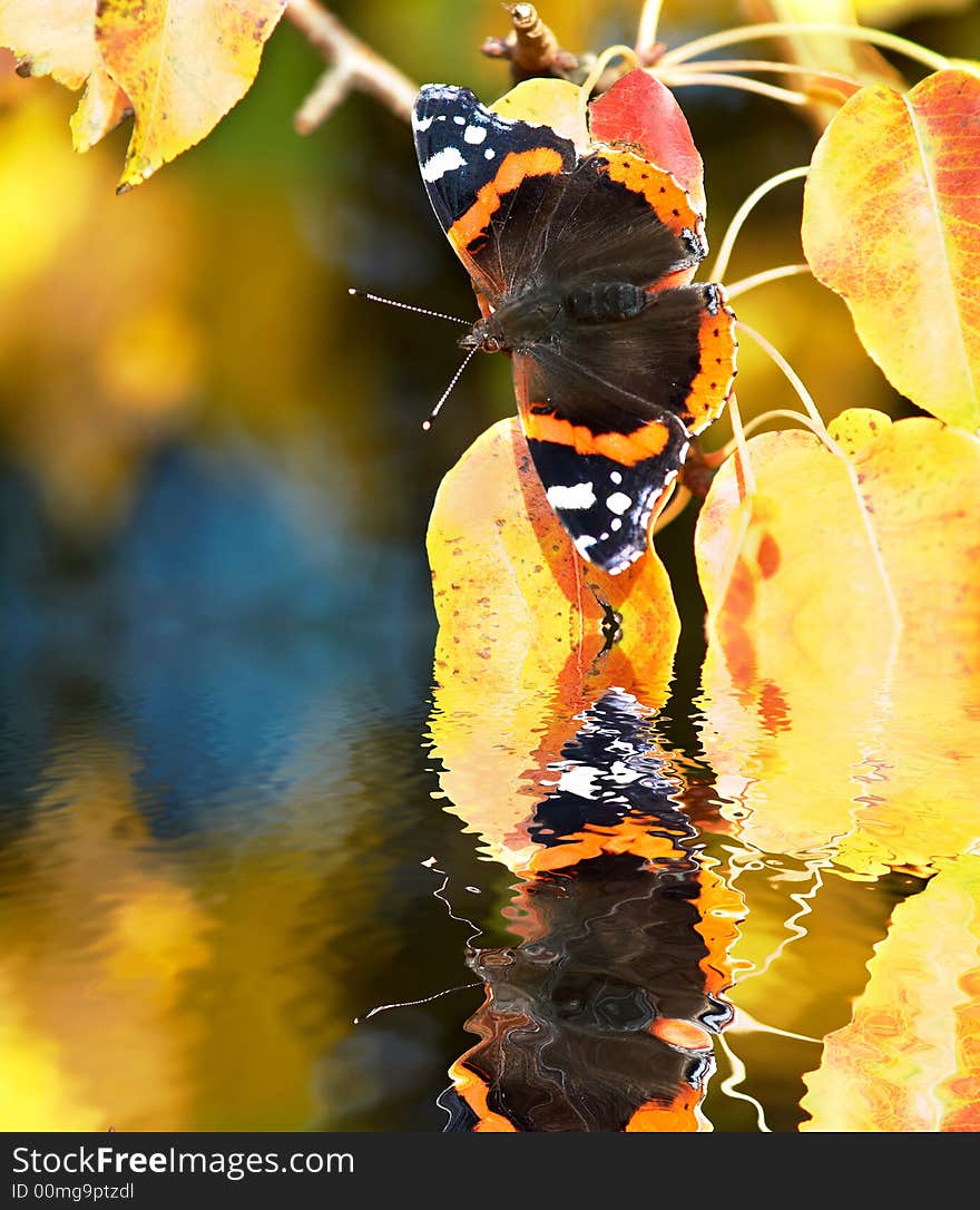 Sitting On Pear-tree Leaves