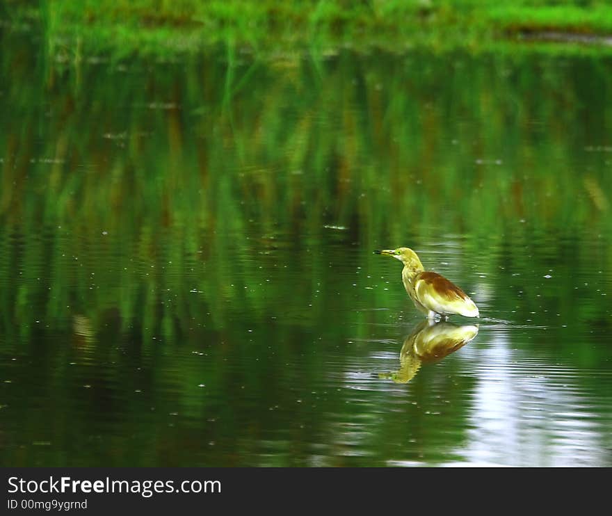 Heron standing on the river and the mirror reflection is also visible. Heron standing on the river and the mirror reflection is also visible.