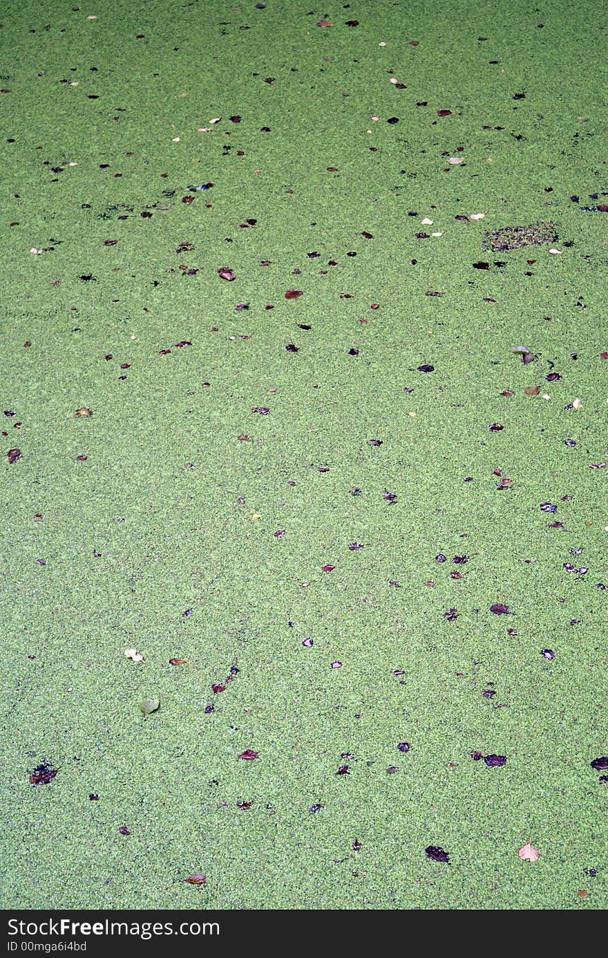 Green water with leaves on the lake in the forest