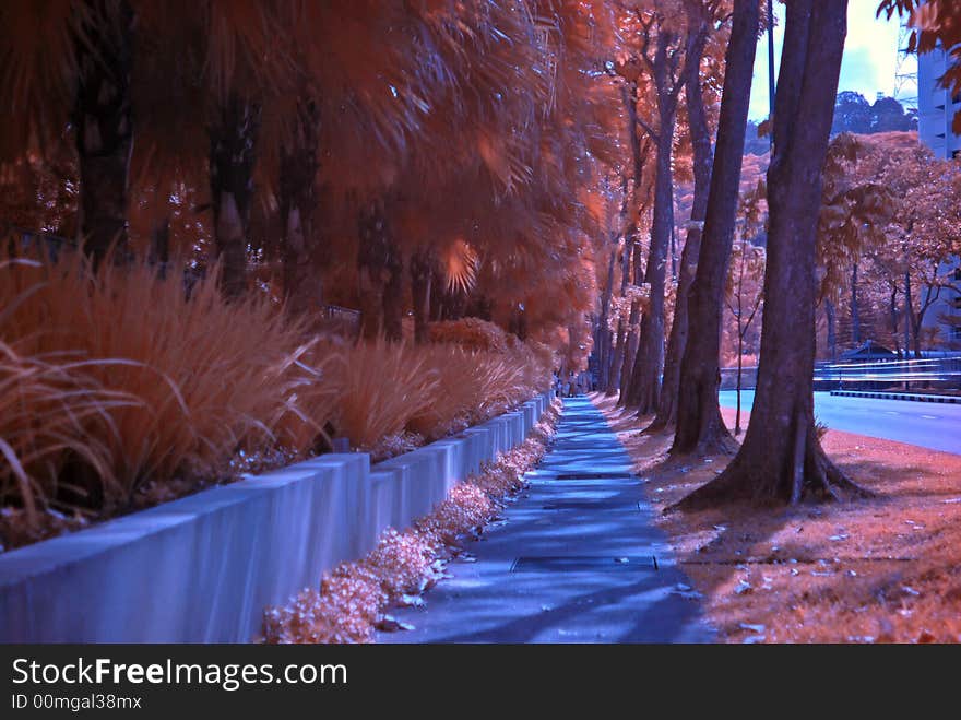 Infrared photo – tree, path