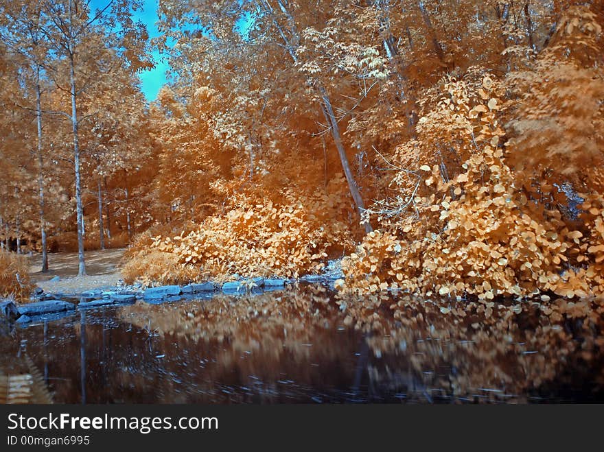 Infrared photo – tree and lake