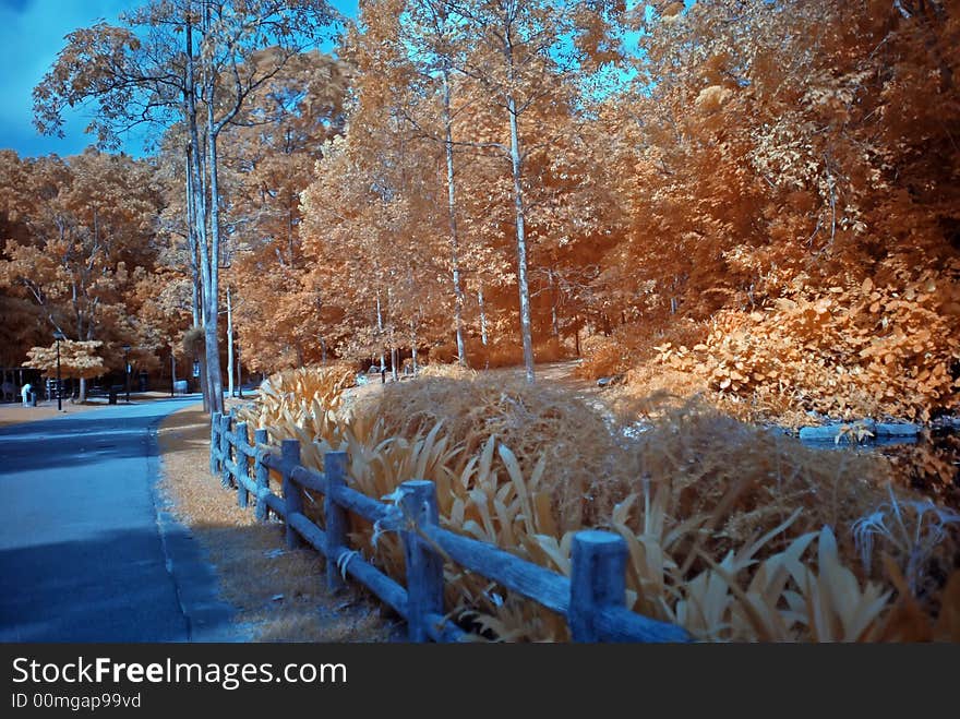 Infrared photo – tree and path