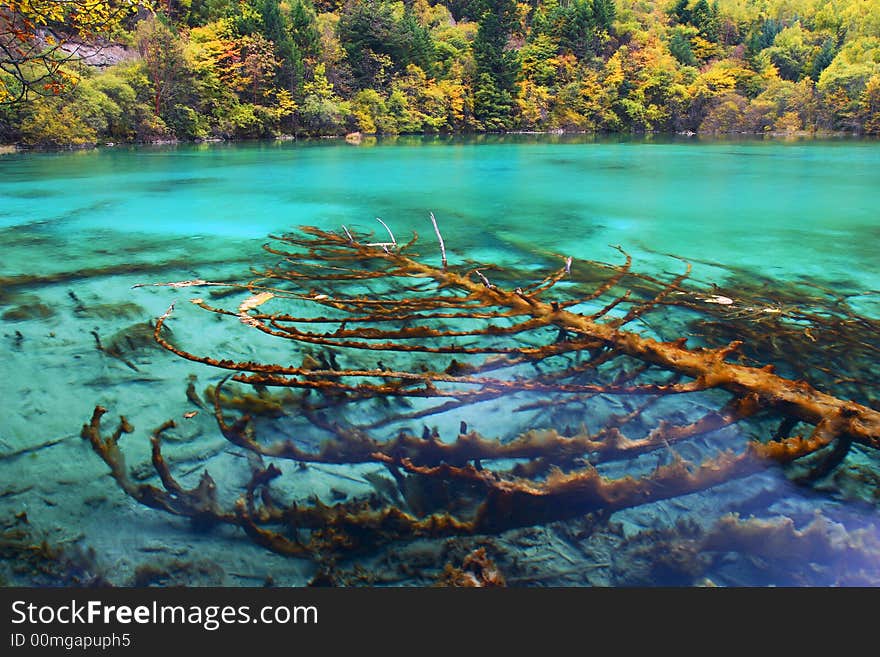 Beautiful lake with faded tree in it, the limpidity water show you the whole faded tree. Beautiful lake with faded tree in it, the limpidity water show you the whole faded tree.