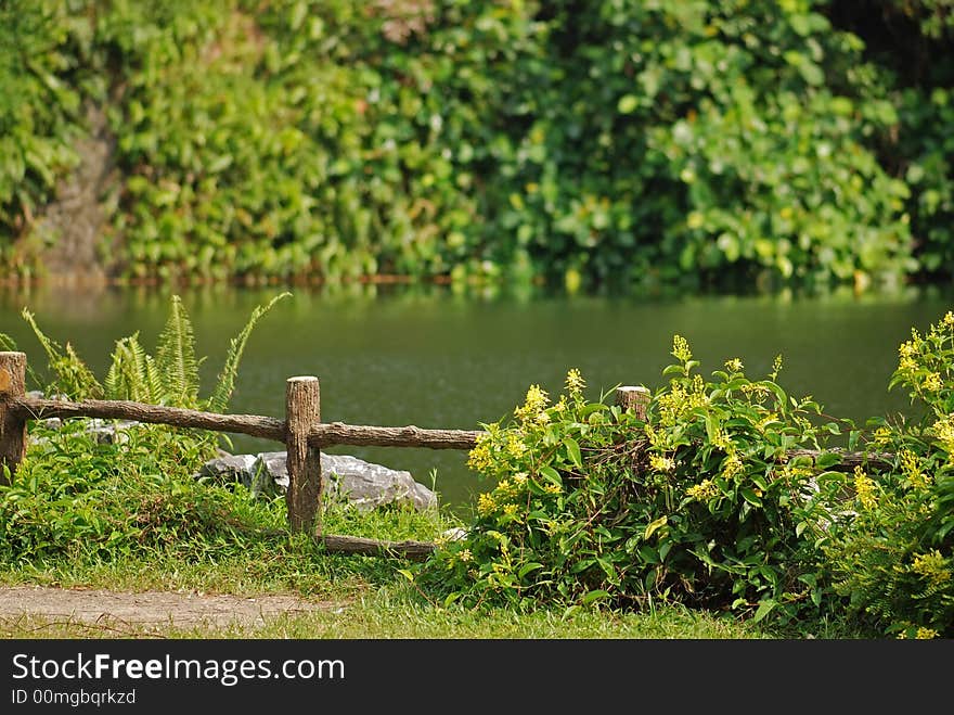 Pond, water and wild flower in the parks